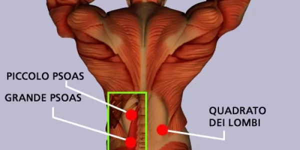 Muscoli dell'addome posteriori