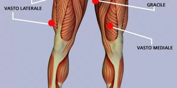 Muscoli della coscia anteriori e mediali