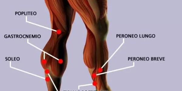 Muscoli della gamba posteriori e laterali