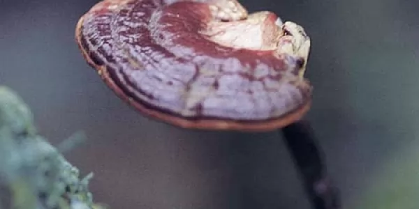 Reishi